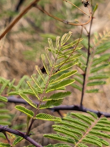 Senegalia catechu, photograph 2