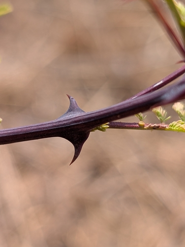 Senegalia catechu, photograph 3