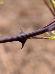Senegalia catechu, photograph (c) Ravuri Krishna Chaitanya, some rights reserved (CC BY)