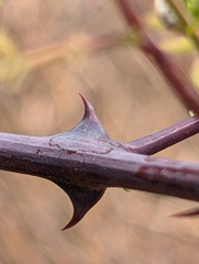 Senegalia catechu, photograph (c) Ravuri Krishna Chaitanya, some rights reserved (CC BY)