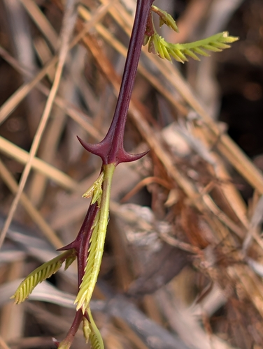 Senegalia catechu, photograph 5