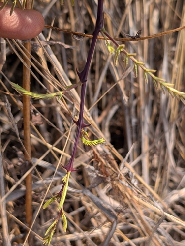 Senegalia catechu, photograph 6