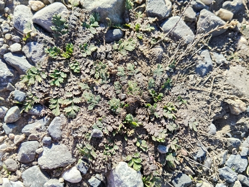 Lepidium tenuicaule observed 2026-05-24