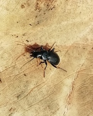 Pterostichus cristatus