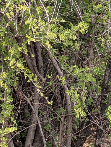 Dolichandrone falcata, photograph 6