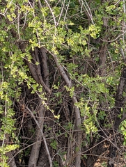 Dolichandrone falcata, photograph (c) Ravuri Krishna Chaitanya, some rights reserved (CC BY)