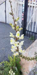 Antirrhinum majus