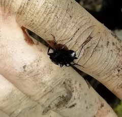 Pterostichus cristatus