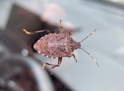 Brown Marmorated Stink Bug