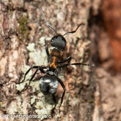 Polyrhachis ornata