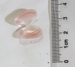 Tellinoidea