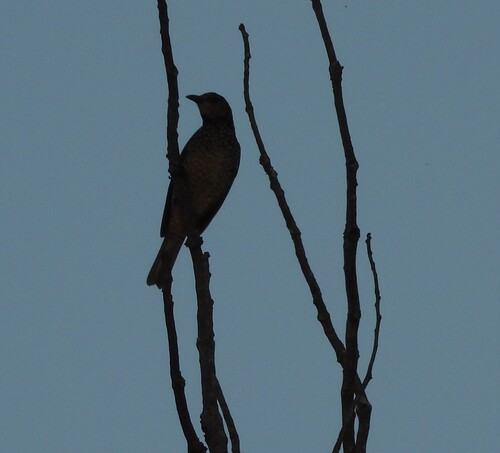 Regent Bowerbird (Sericulus chrysocephalus), photo 6