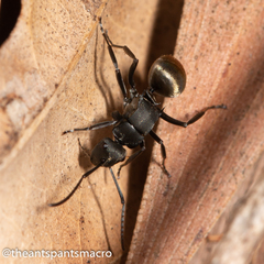 Polyrhachis tubifera