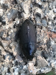 Anisodactylus rusticus