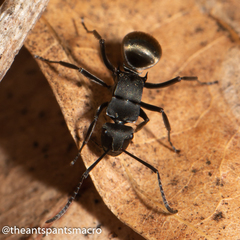 Polyrhachis tubifera