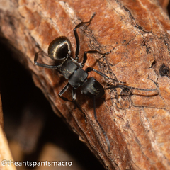 Polyrhachis tubifera