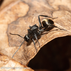 Polyrhachis tubifera