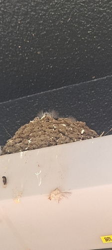 Barn Swallow