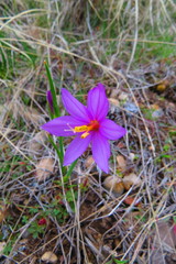 Olsynium douglasii