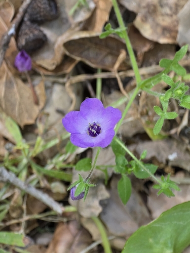 iNaturalist observation photo of Fiesta Flower