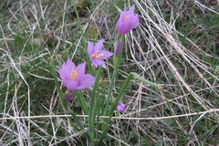 Olsynium douglasii