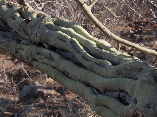 Parkinsonia praecox