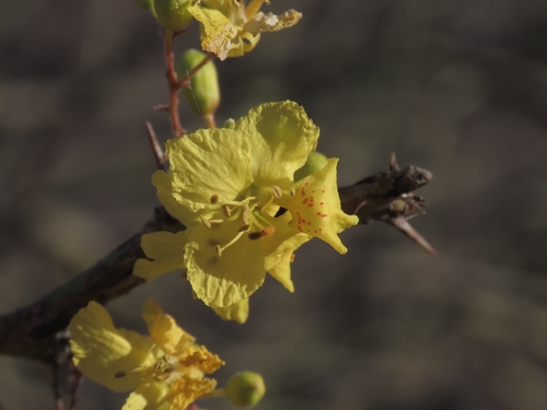 Parkinsonia praecox