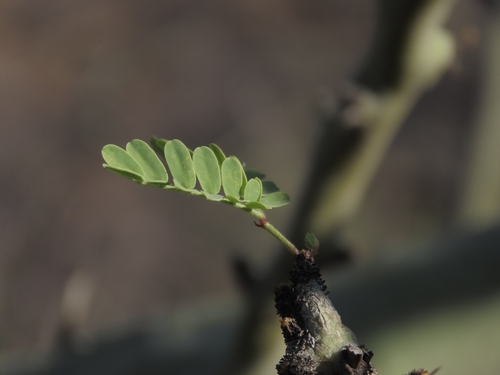 Parkinsonia praecox