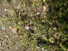 Spergularia