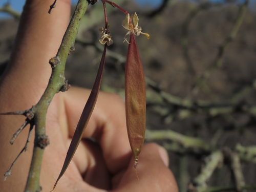 Parkinsonia praecox
