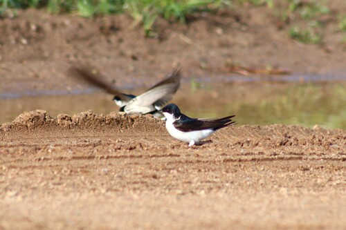 Western House Martin