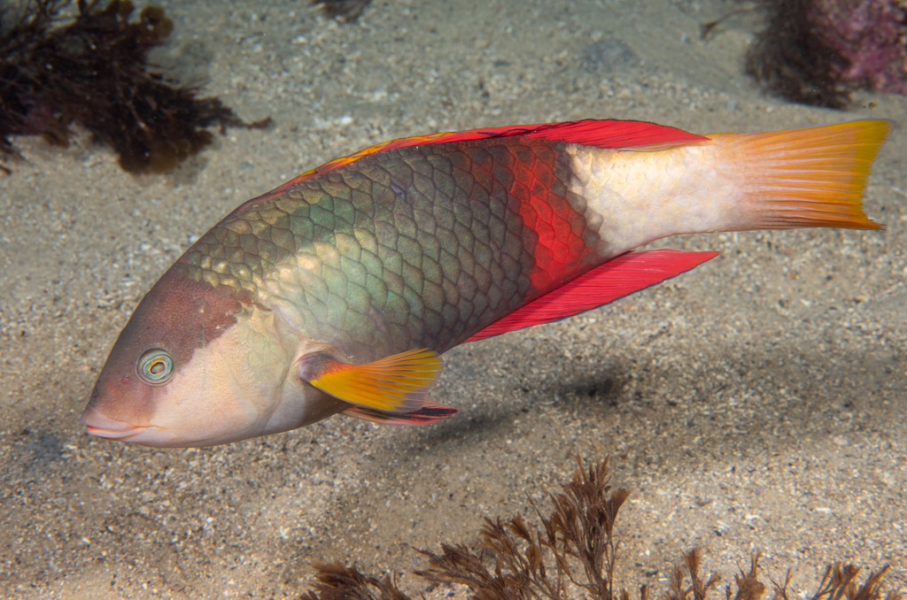 Crimsonband wrasse (Notolabrus gymnogenis) — Labridae