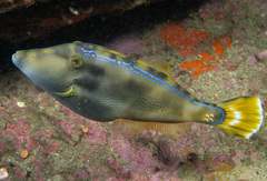 Yellowfin Leatherjacket photo 2