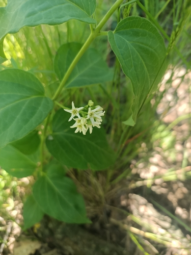 Swallow-wort