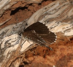 Lepidochrysops badhami