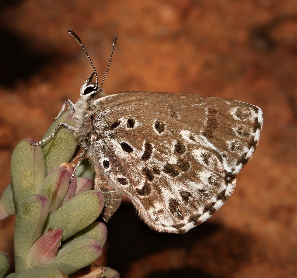 Badham's Blue