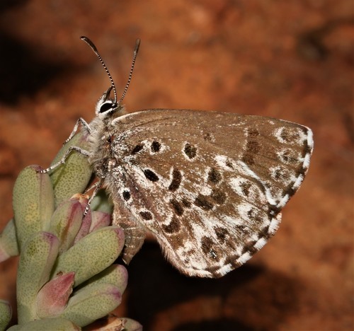 Badham's Blue