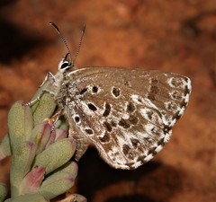 Lepidochrysops badhami