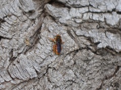 Rhodanthidium sticticum