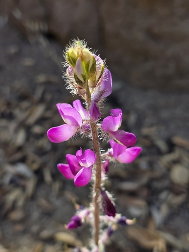 iNaturalist observation photo of Stinging Lupine