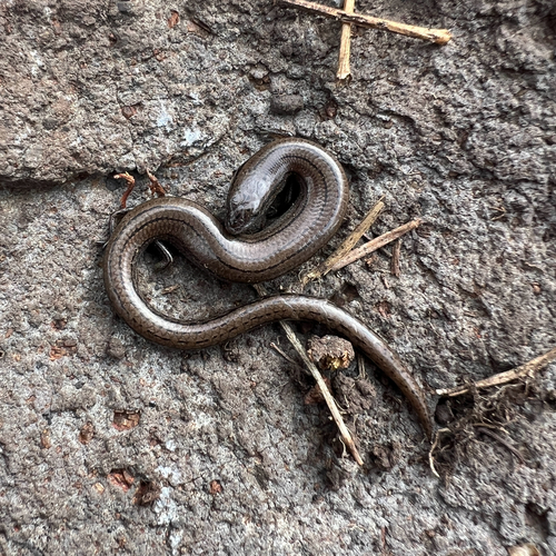 Victoria Three-toed Earless Skink, Hemiergis talbingoensis