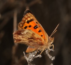 Chrysoritis pan pan