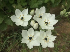 Ornithogalum arabicum