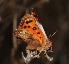 Chrysoritis pan pan