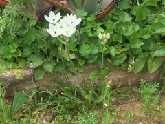 Ornithogalum arabicum