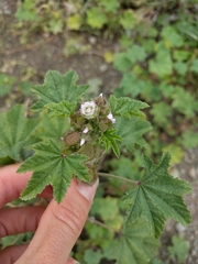 Malva parviflora
