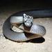 Pale-headed Snake - Photo (c) Matthew Taylor, some rights reserved (CC BY-NC), uploaded by Matthew Taylor