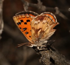 Chrysoritis pan lysander