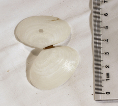 Tellinidae