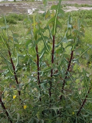 Lactuca serriola